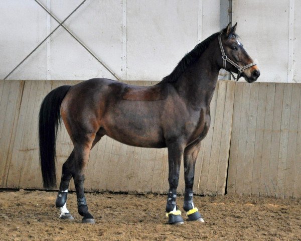 broodmare Bijou (Oldenburg, 1997, from Regazzoni)