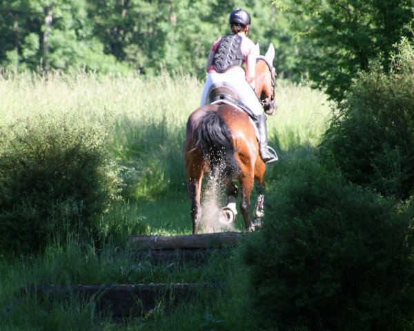 Springpferd Kassiopeia (Württemberger, 2002, von Ed King Hill)