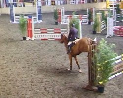 jumper Landliebe 44 (Oldenburg show jumper, 2005, from Cassini II)