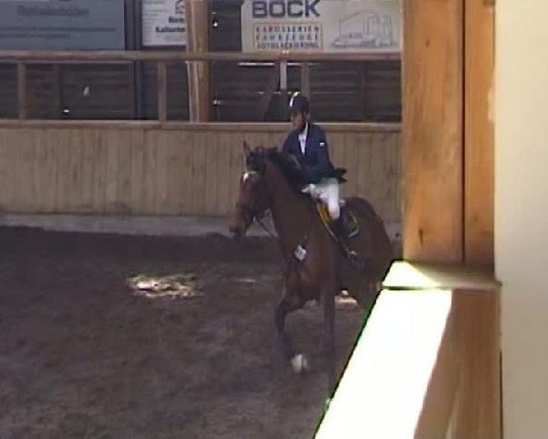 jumper Calle Cool 4 (Holsteiner, 2004, from Calato)