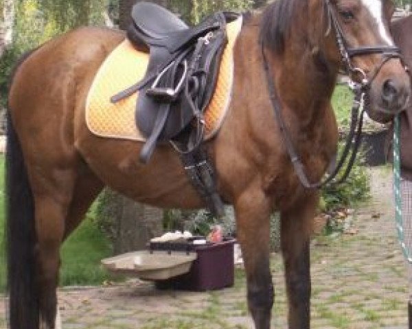broodmare Florahof's Ilona (Welsh-Pony (Section B), 1988, from Flora's Hof Peter Pan)