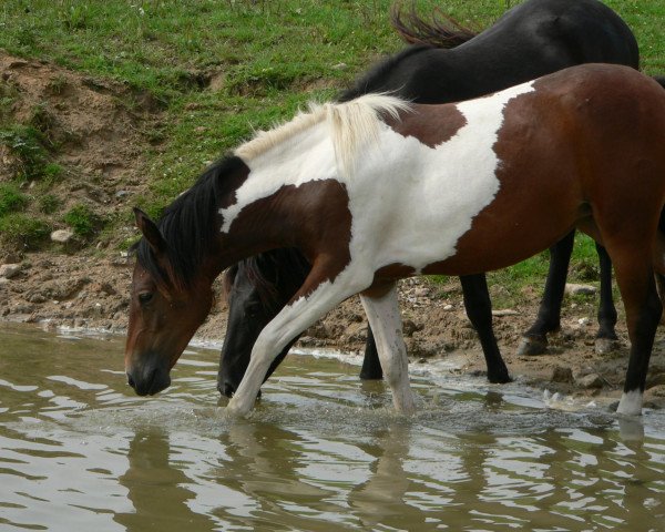 Dressurpferd Rayn (Lewitzer, 2005, von Grandy)