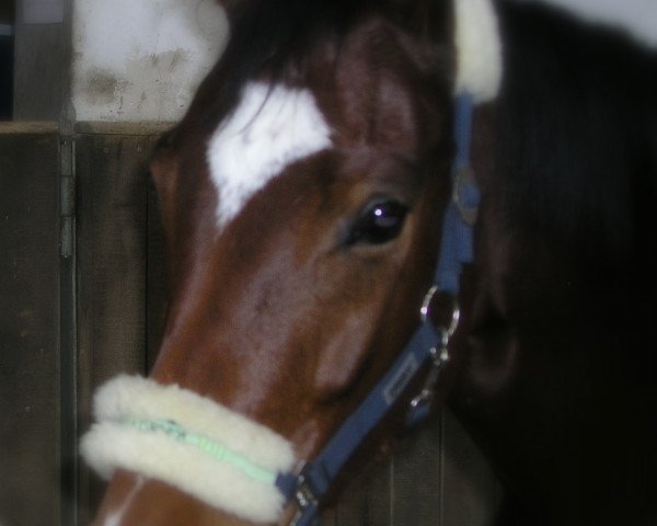 horse Lola (Westphalian, 2001, from Laomedon)
