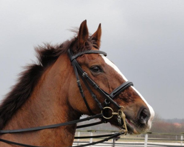 dressage horse Die da 10 (Oldenburg, 2001, from Diamond Hit)
