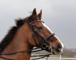 dressage horse Die da 10 (Oldenburg, 2001, from Diamond Hit)