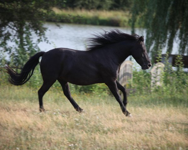 Pferd My Spirit (Lewitzer, 2005, von Grandy)