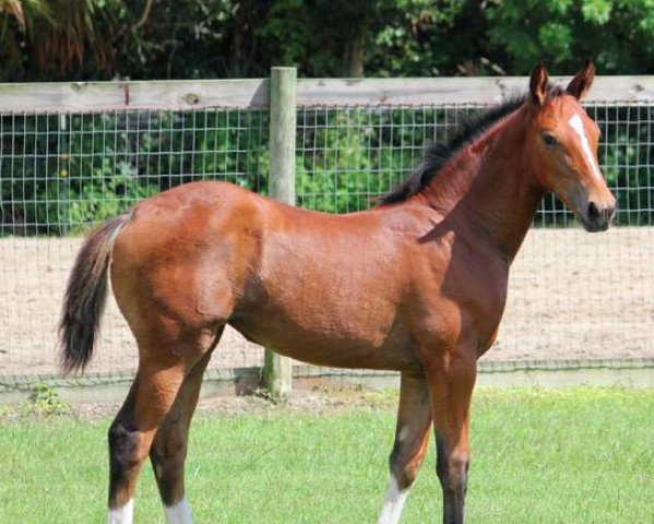 horse CF Dressed To Kill (Oldenburg, 2015, from Don De Marco) horse CF Dressed To Kill (Oldenburg, 2015, from Don De Marco)