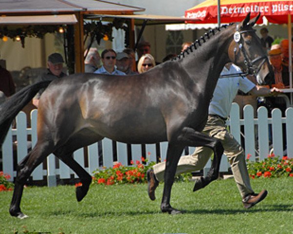 broodmare Dancing Queen 128 (Westphalian, 2006, from Dancing Dynamite)
