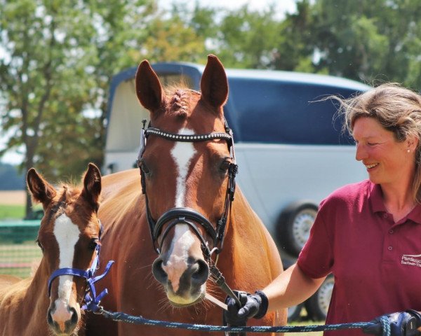 broodmare Vita Aktiva NF (German Sport Horse, 2022, from DSP VA Bene)