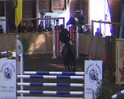 jumper Harrison 5 (Hessian Warmblood, 1999, from Heraldik xx)