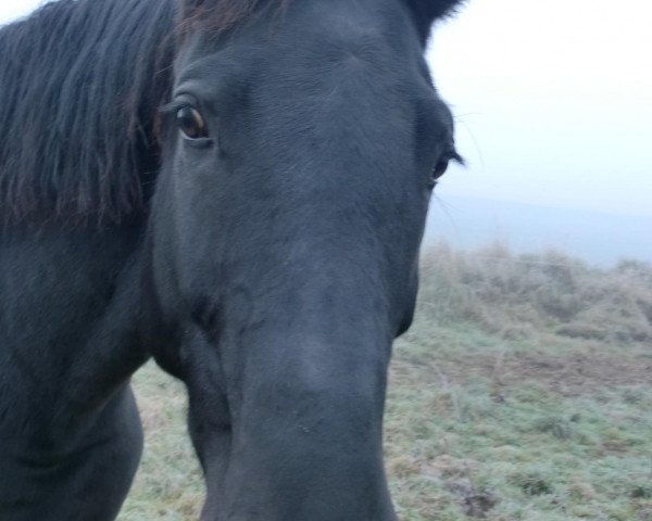 Zuchtstute Enya (Hessisches Warmblut, 2004, von Epernay)