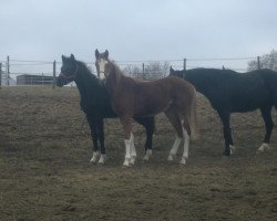 broodmare Une Petite Madame (Hanoverian, 2011, from Uccello)