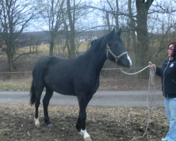 Zuchtstute Helena (Hannoveraner, 2010, von Hohenzollern)