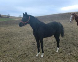 broodmare Hello Kitty (Hanoverian, 2011, from Hohenzollern)