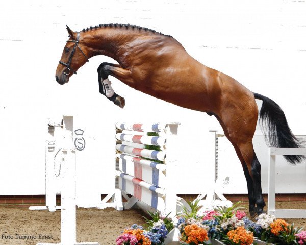 Deckhengst Balturo Fromecs (Holsteiner, 2008, von Baloubet du Rouet)