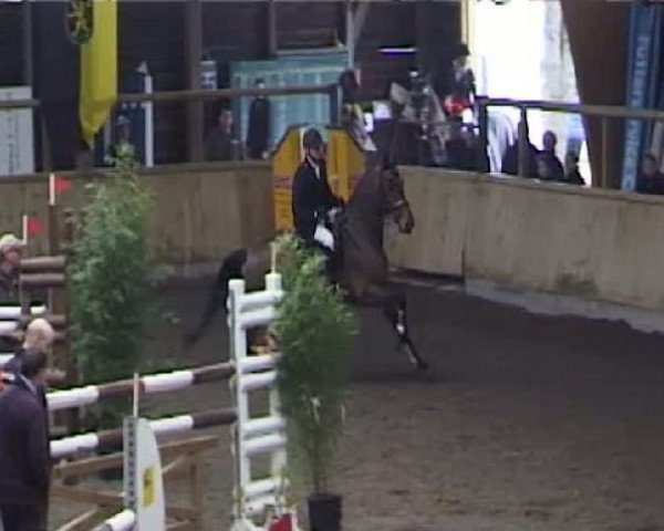jumper Cliff 38 (German Warmblood, 1998, from Contra A)