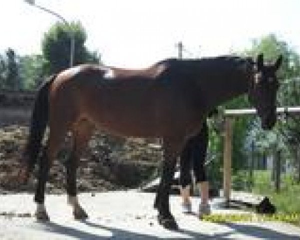Springpferd Uronia (Schweres Warmblut, 1996, von La Rochelle G)
