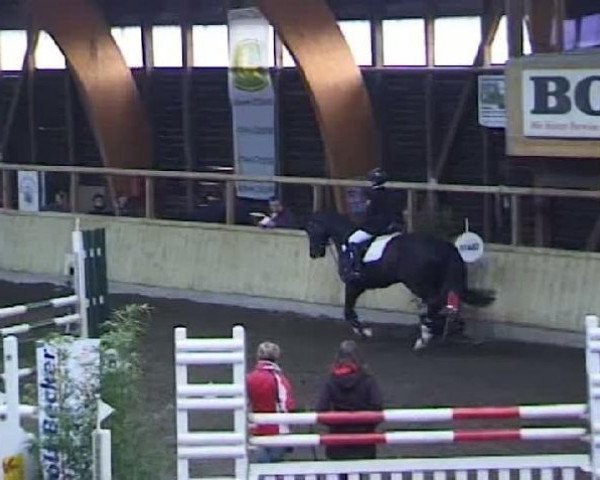 jumper Carl Otto HM (Oldenburg, 2000, from Concetto I)