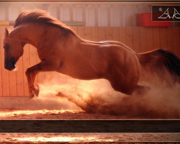 Stallone da monta Dun Gettin It Dun (Quarter Horse, 2000, di Dun It You Won It)