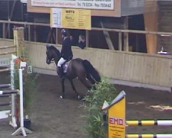 horse Baby Lea (Oldenburg show jumper, 2004, from Chicago Z)
