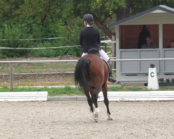 Reitturnier Köngen 2022