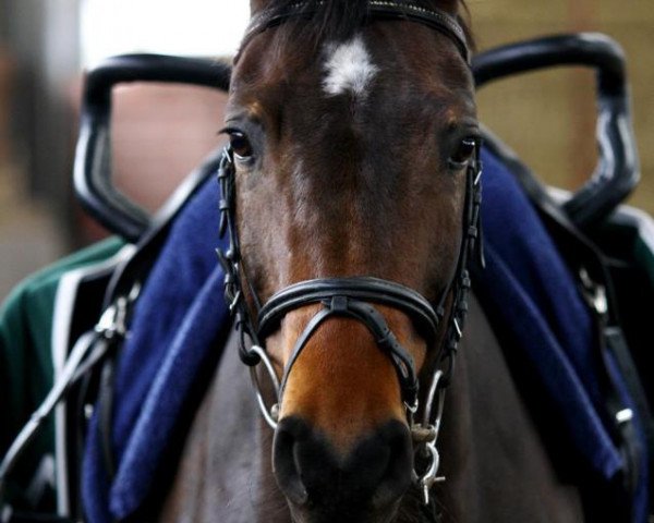 broodmare Racora (Westphalian, 2004, from Rubinus)