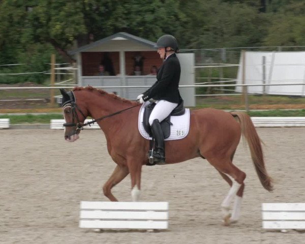 Reitturnier Köngen 2022