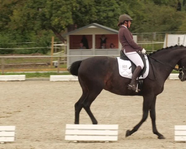 Reitturnier Köngen 2022