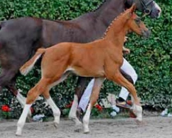 Dressurpferd Rothschild (Westfale, 2011, von Blue Hors Romanov)
