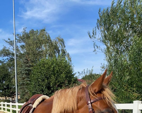 Dressurpferd Montana 721 (Deutsches Reitpony, 2015, von Mondrian 29)