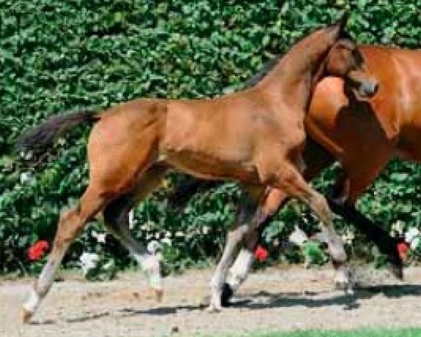 Springpferd Montelini (Westfale, 2011, von Monte Bellini)