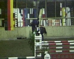 jumper Indoctra (KWPN (Royal Dutch Sporthorse), 1996, from Indoctro)