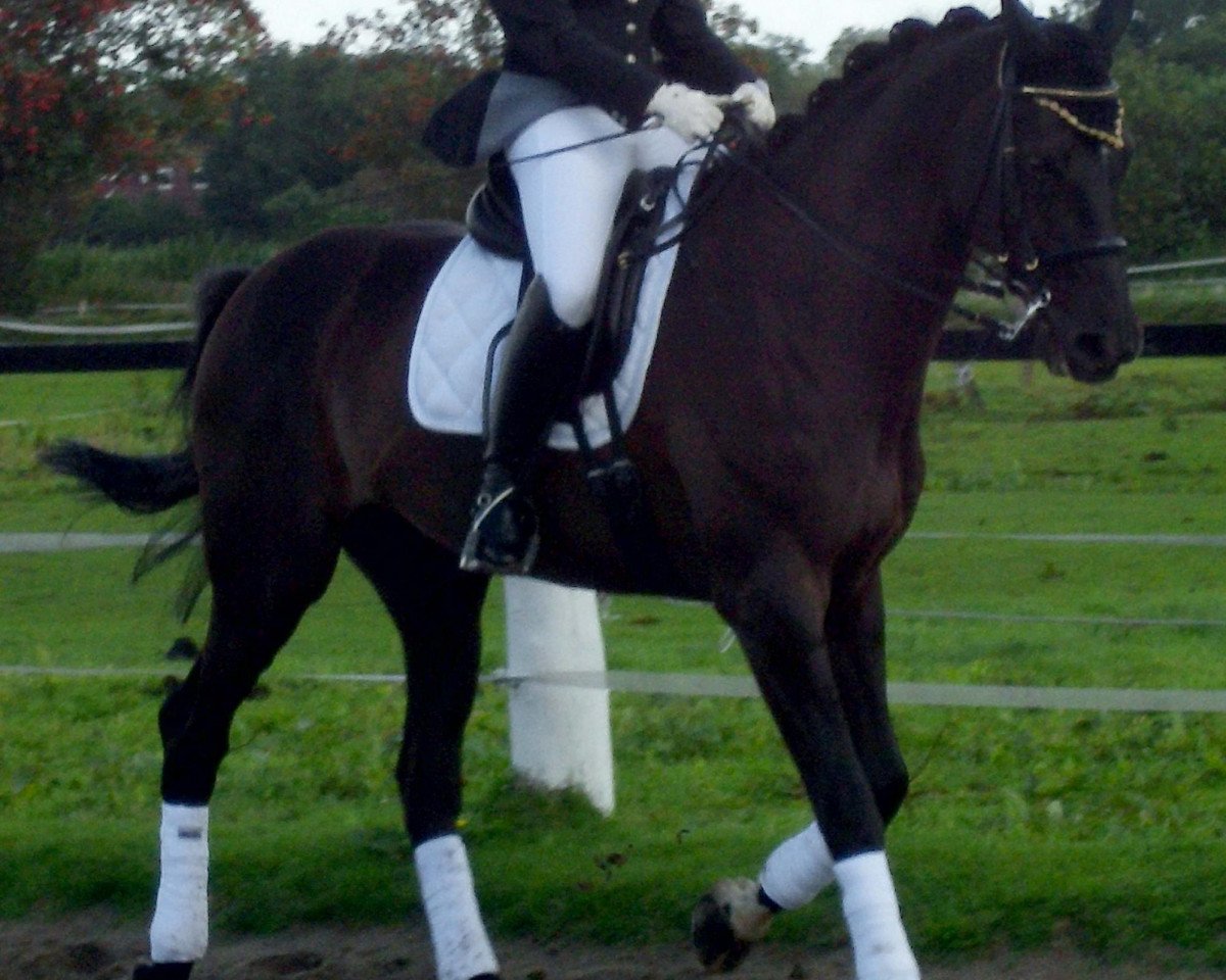horse Willow (Westphalian, 1995, from Wall Street)