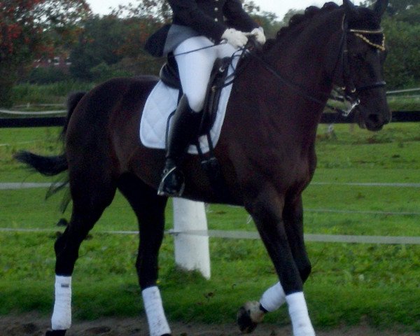 horse Willow (Westphalian, 1995, from Wall Street)