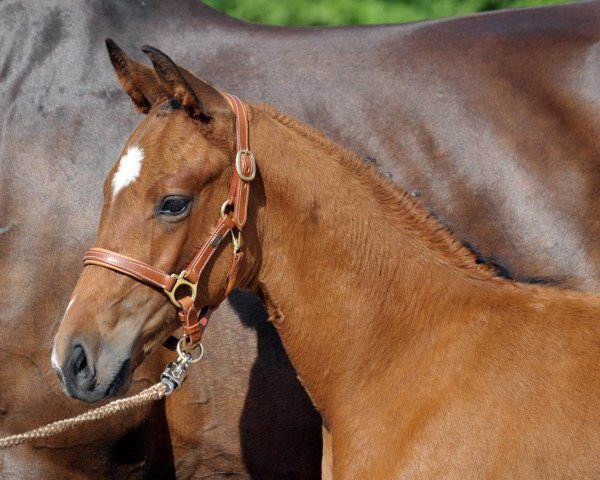 horse Dubedout (Bavarian, 2008, from Diamonit I)