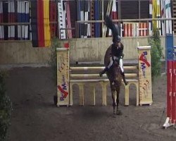 Zuchtstute Carla (Westfale, 2004, von Carry Wind)