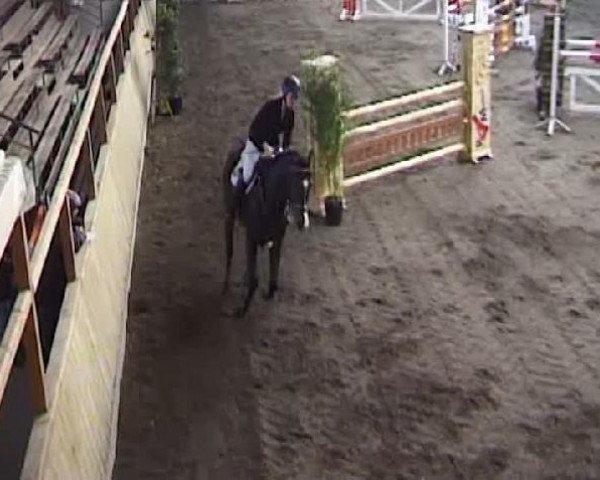 Springpferd Callus 2 (Rheinländer, 2002, von Cordino)