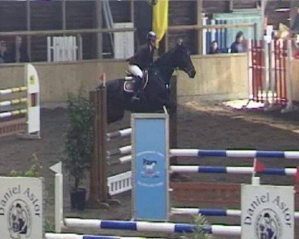 jumper Waikiki's Girl (Hanoverian, 2003, from Waikiki I)