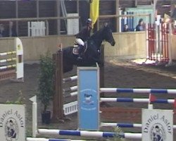 Springpferd Waikiki's Girl (Hannoveraner, 2003, von Waikiki I)