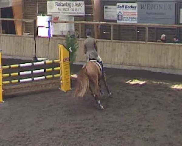 Pferd Lasko 55 (Thüringer, 2002, von Lewinski)