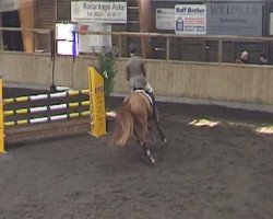 horse Lasko 55 (Thuringia, 2002, from Lewinski)