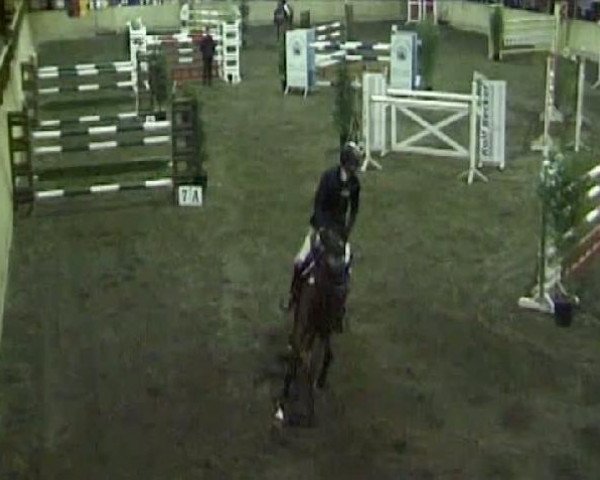 Zuchtstute Carlotta Ce (Holsteiner, 2003, von Contender)