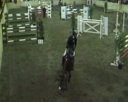 broodmare Carlotta Ce (Holsteiner, 2003, from Contender)