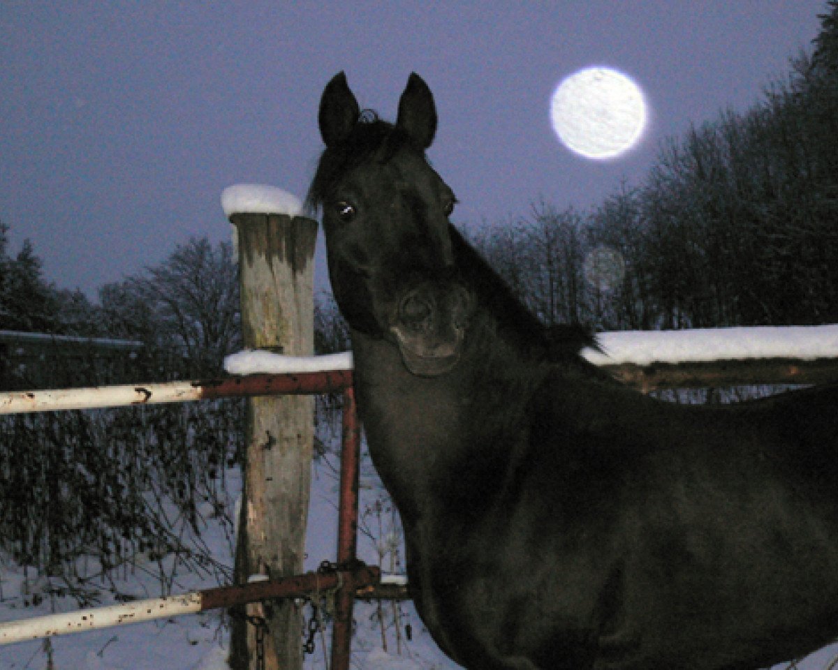Deckhengst Beautyful Stallion (Welsh, 1989, von Boomer)