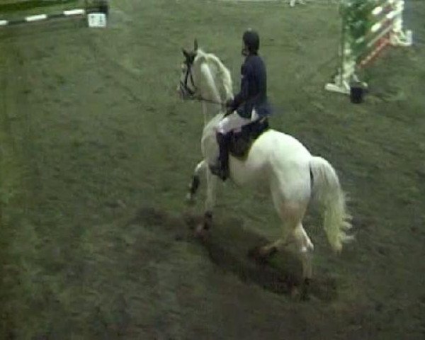 dressage horse Pavaretto (Westphalian, 1998, from Popcorn)