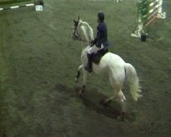 dressage horse Pavaretto (Westphalian, 1998, from Popcorn)