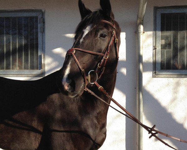 horse Renardi (Sachse, 2000, from Renard)