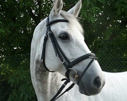Caballo de Doma Achat 287 (Bayer, 2000, de Akribori)