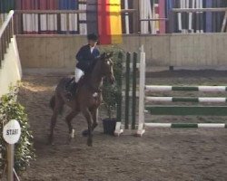 Springpferd Queb (Holsteiner, 2004, von Querida 35)