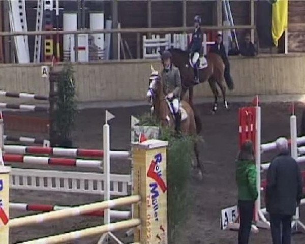 Springpferd Carlo 140 (Holsteiner, 1995, von Cor de la Bryère) Springpferd Carlo 140 (Holsteiner, 1995, von Cor de la Bryère)